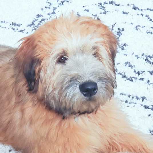 wheatenmom