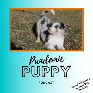 Dealing with the Puppy Blues with Marissa Martino