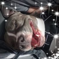 pixieballs1