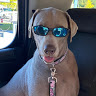 SaltyDog