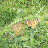 orandago