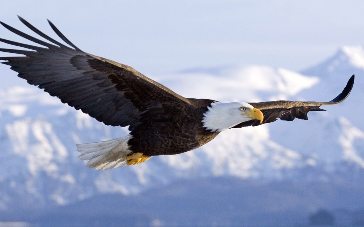 RisingEagle