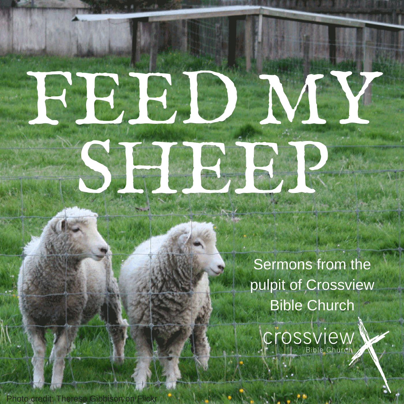 Feed my sheep