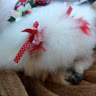 SOUTH_PAWS_US
