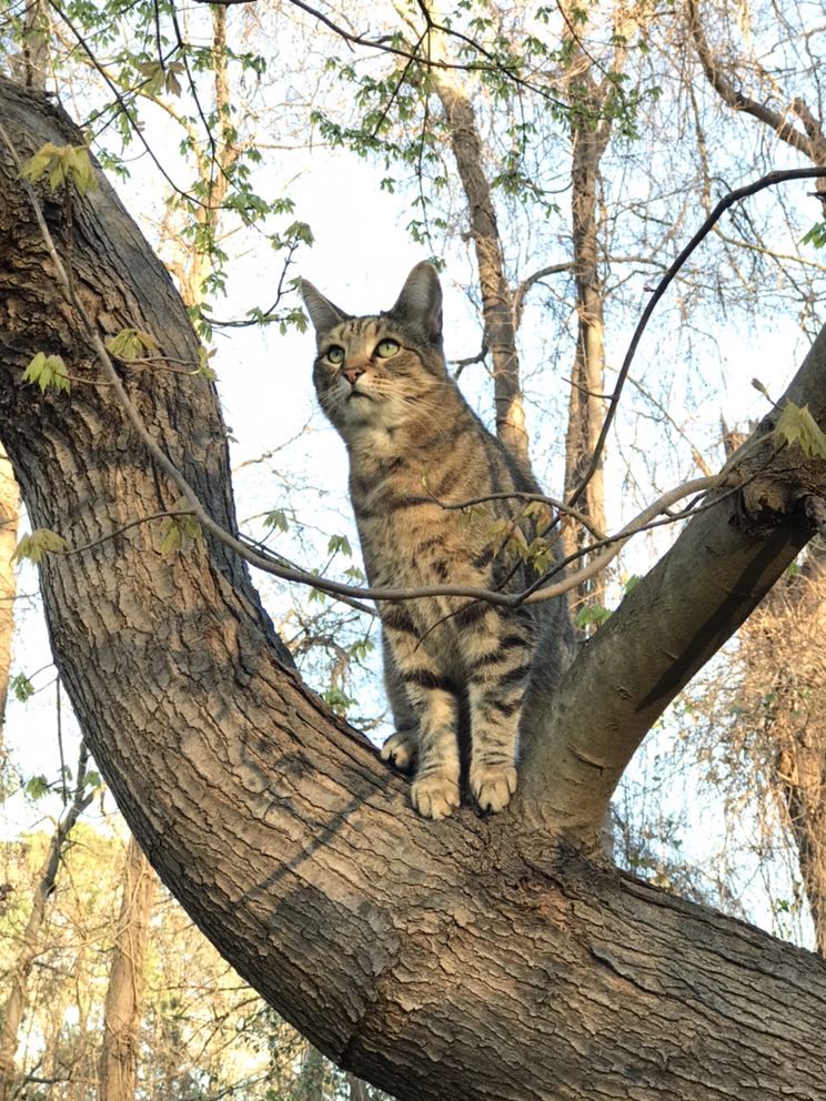 Catty2