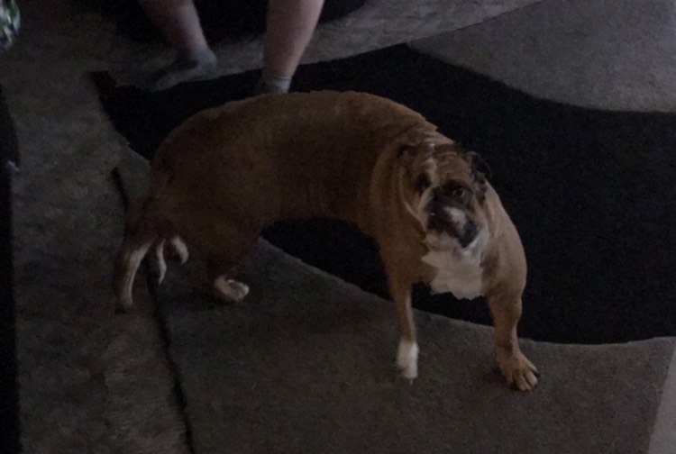 dirtydawg