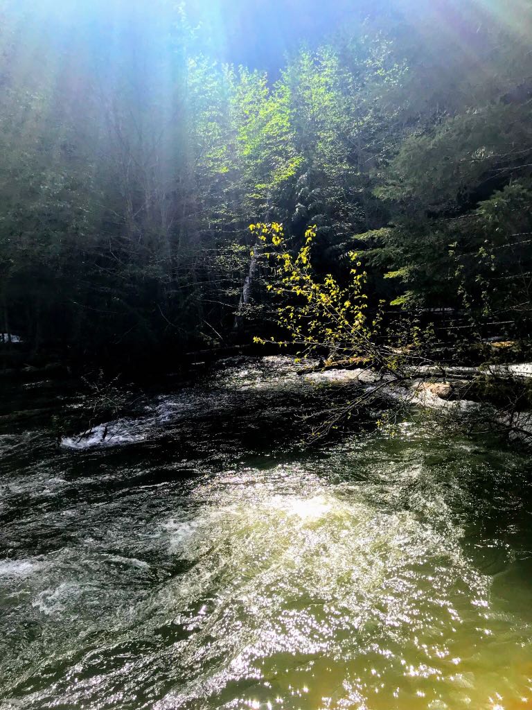 purewildspirit