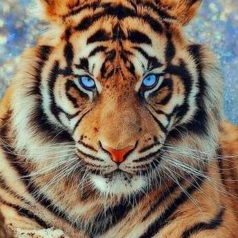 Miracle 🐅🦅🔥
