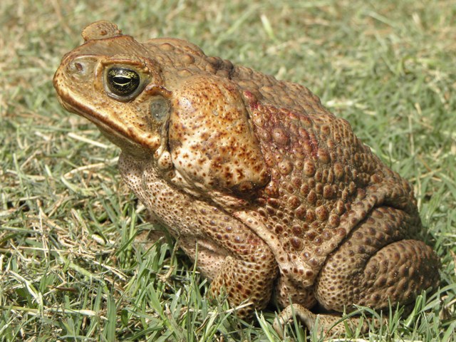 Cane Toads With Cate
