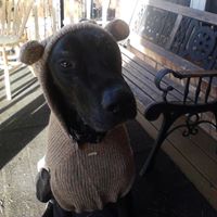 tothepointdogtraining