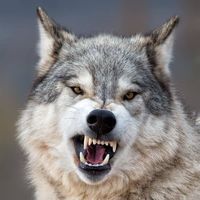 redheartwolf