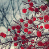 aliceleah10