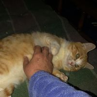 cattibrie1971