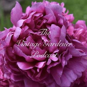 Itoh Peonies and How to Care for Them