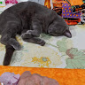 quiltingnannycam
