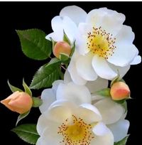 nithyanavaneetha