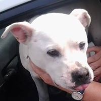 dogluvr1958