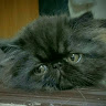 miffycircle1