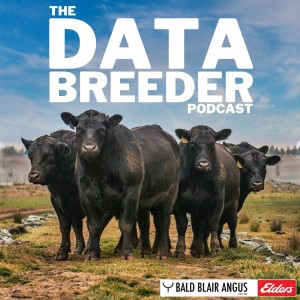 The Data Breeder by Bald Blair Angus
