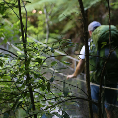 Sounds from the Trail