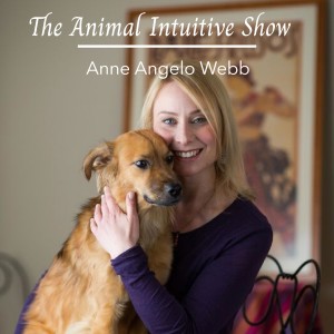 Animal Communication - Funny Dog Migo's Physical, Mental, Emotional Wellness | Ep54