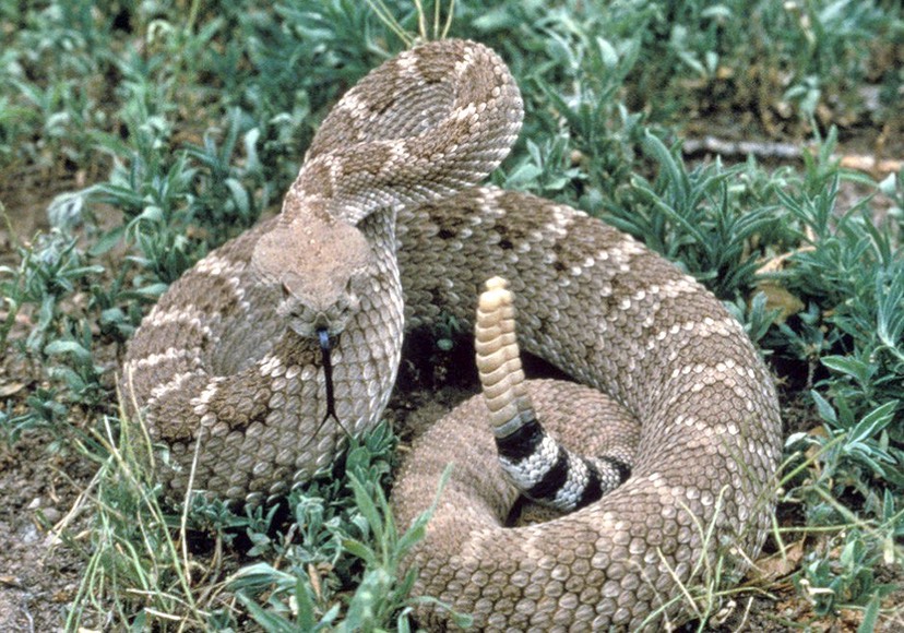 Campfire Grass Snake