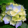 ielia13374osman