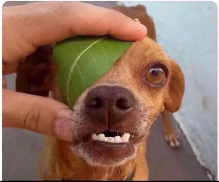Psyclopser