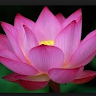 Lotus Wisdom