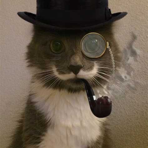 Sir Catnip