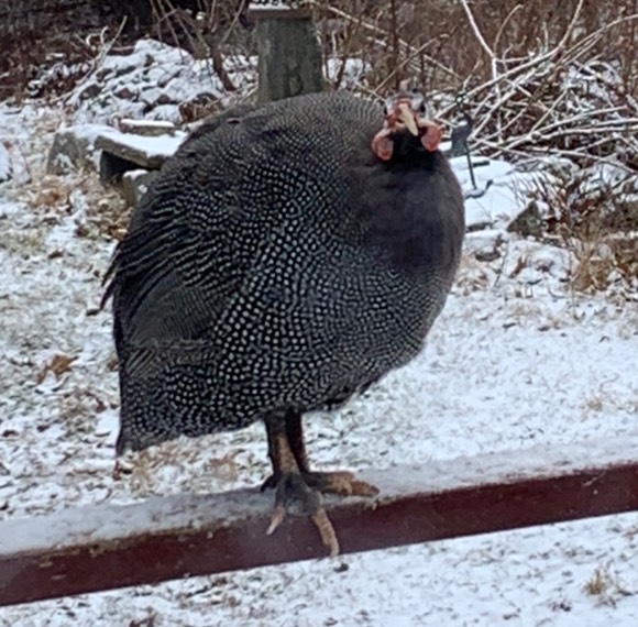pablo