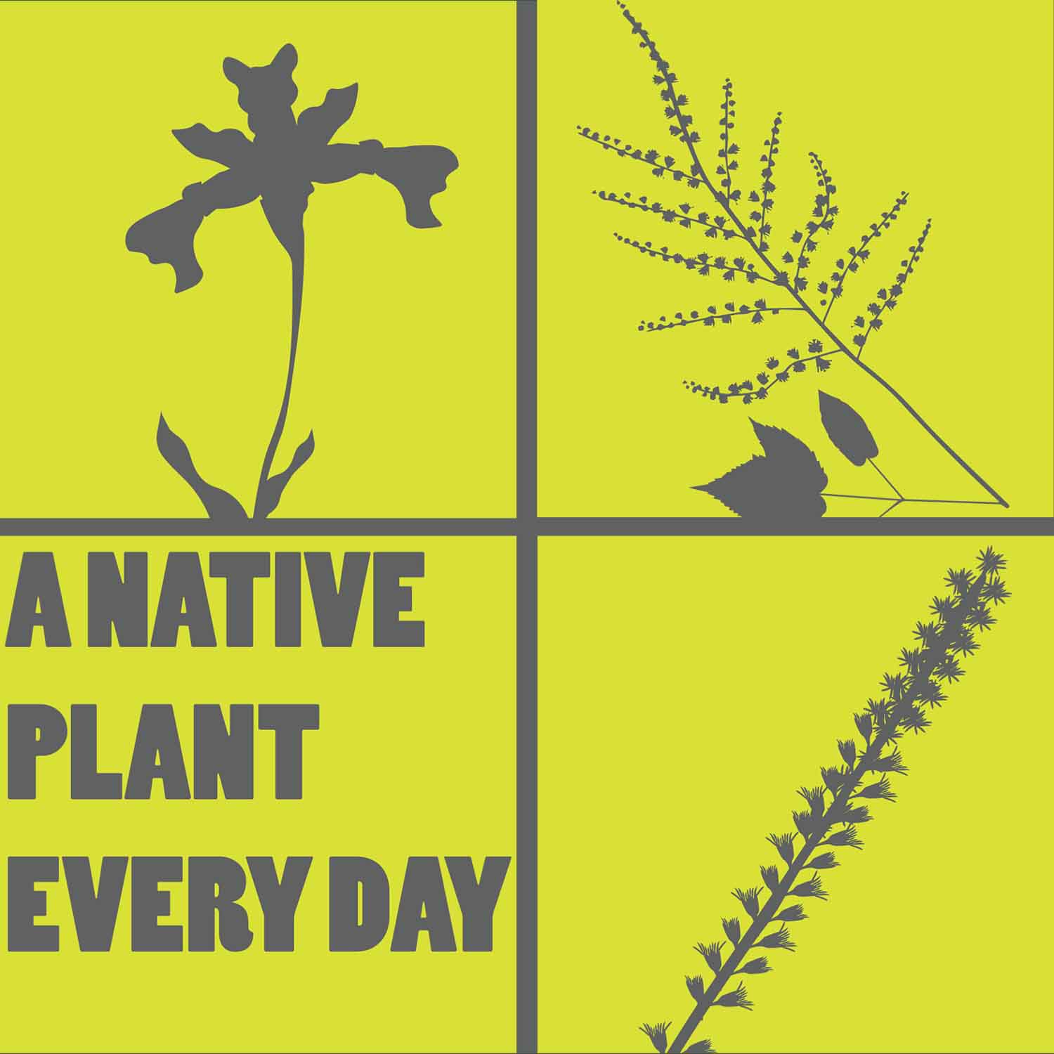 A Native Plant Every Day