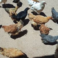 Sally Sikwila Mangadha