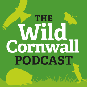 Episode #16: Hopeful discoveries, challenging times and bold plans for nature in Cornwall: an interview with Matt Walpole