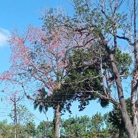 Santhilal Kottarakkara