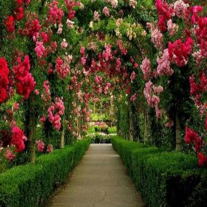 onlinegardening