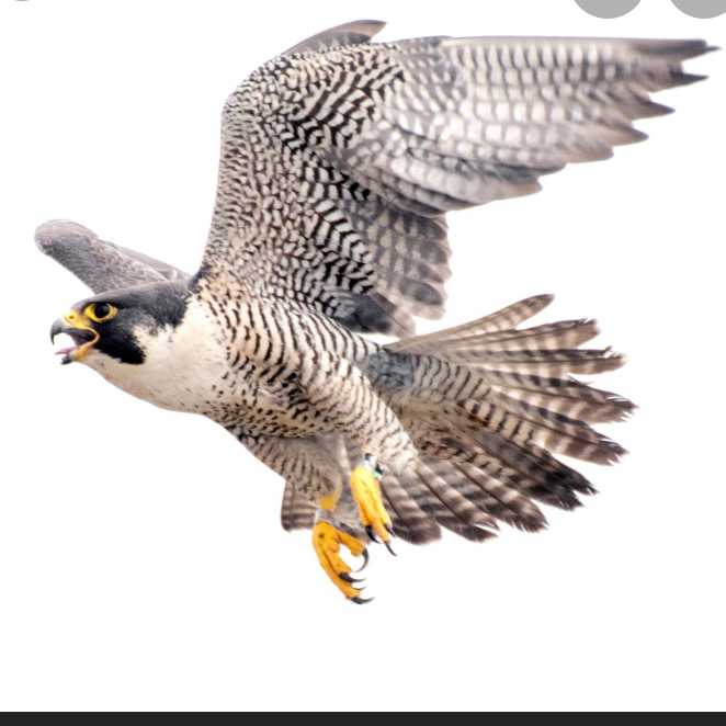 Falcon Henry