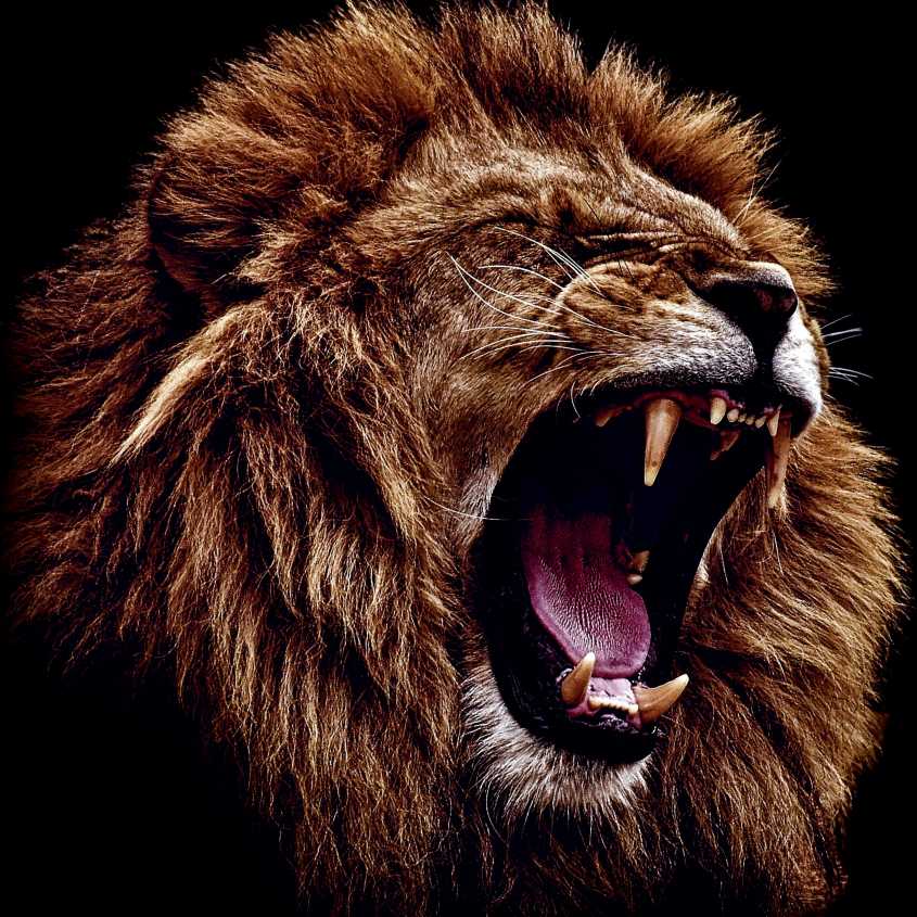 Lion of Judah