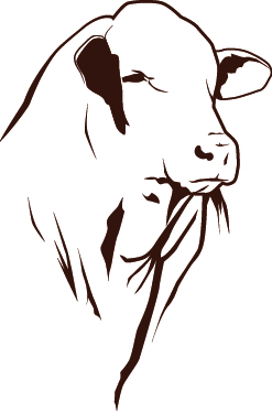 Beefmaster Breeders United