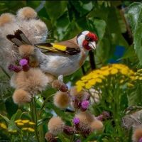 ياسين أبو همام