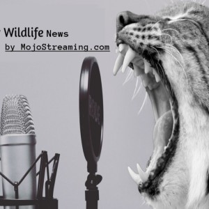 Wildlife Broadcast brought to you by MojoStreaming.com