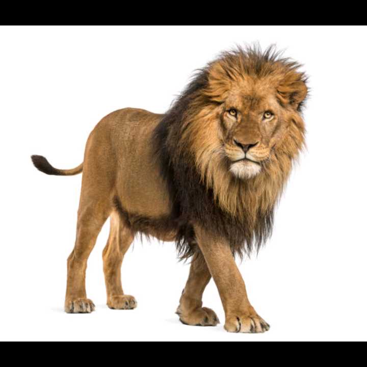 Lion of Judah 🔥🔥