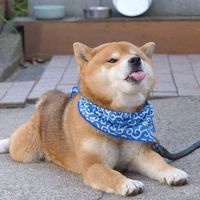 นาน่า นาน่า