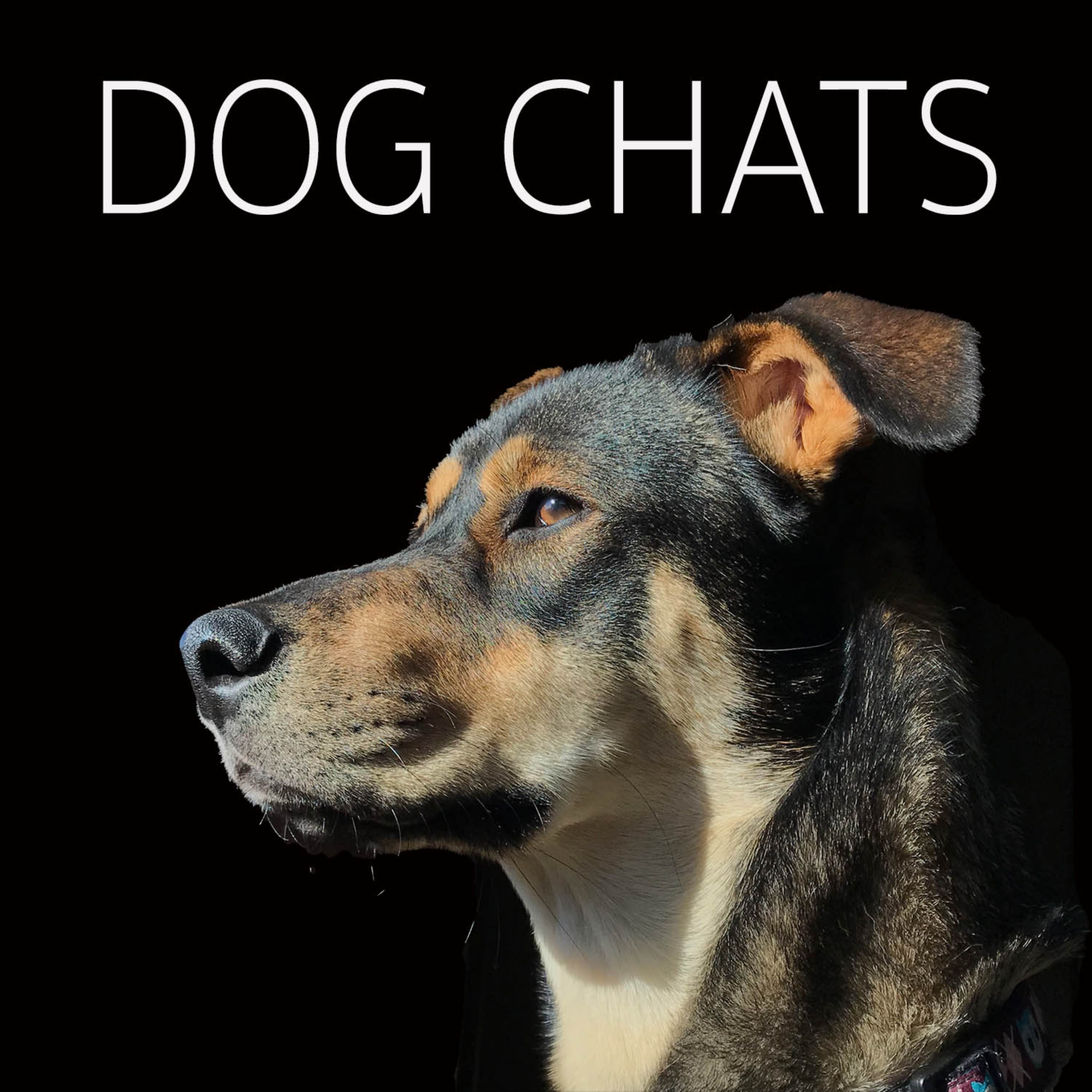 Dog Chats | Dog Chats