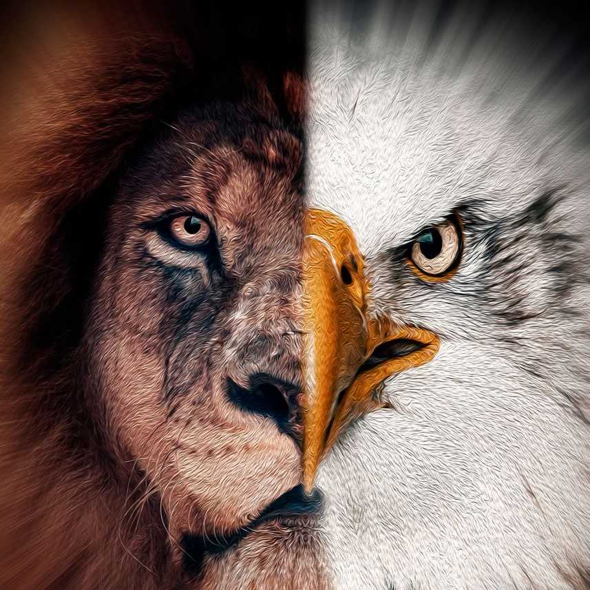 EAGLE LION 🦅🦅🦁🦁🔥🔥