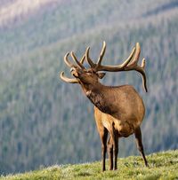 Bow Hunter