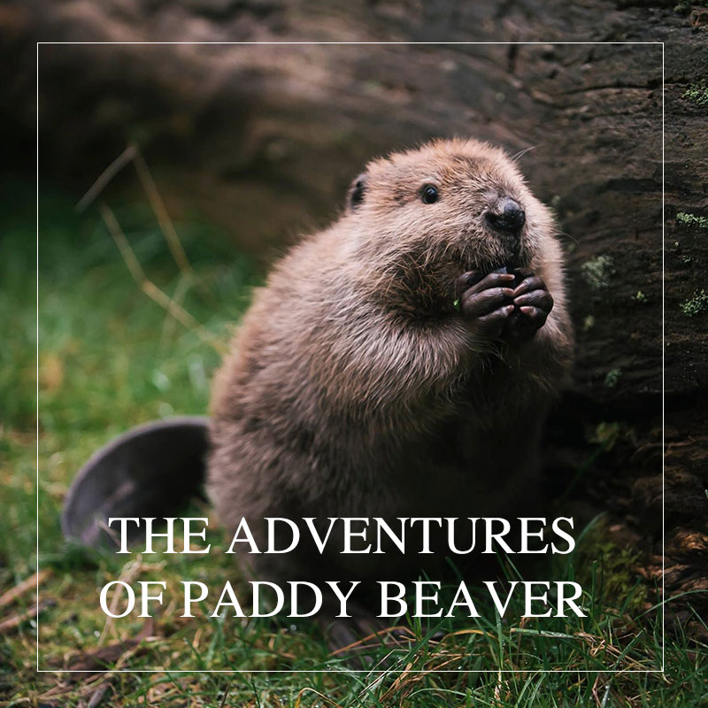 The Adventures of Paddy Beaverdcast