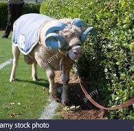 rhinocr