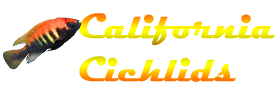 californiacichlids