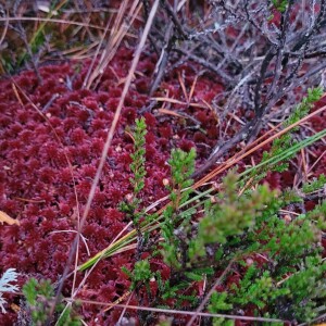 Våtmarkspodden